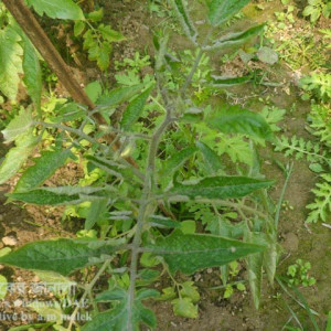 টমেটো লিফ কার্ল রোগ