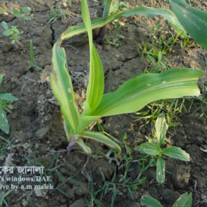 ভুট্টার দস্তা সারের ঘাটতি