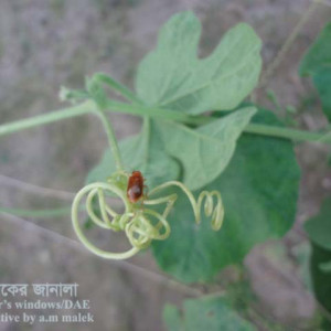 চিচিঙ্গা লাল বিটল পোকা