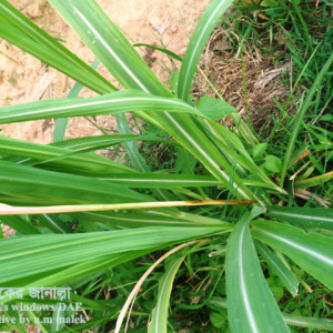 আখের আগার মাজরা পোকা