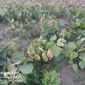 মুগের পাতার দাগরোগ