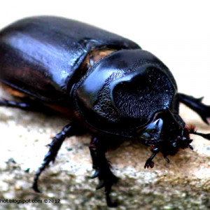 নারিকেলের গোবরে পোকা