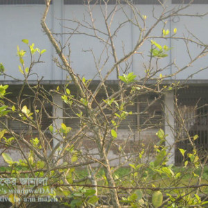 লেবুর আগামরা রোগ