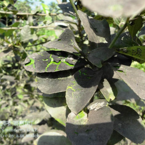 লেবুর সুটিমোল্ড রোগ