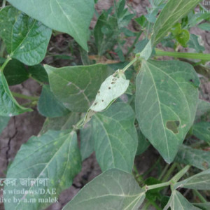 ফেলনের পাতামোড়ানো পোকা